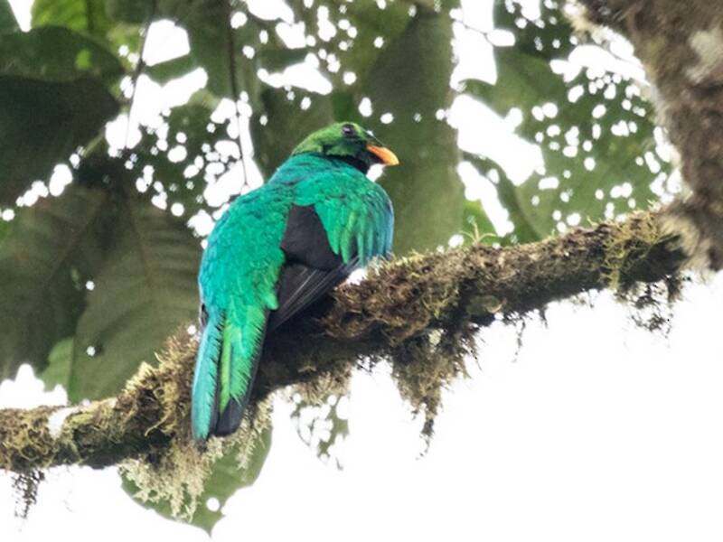 Golden-headed Quetzal (Pharomachrus auriceps)