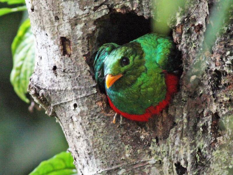 Golden-headed Quetzal, 照片 3