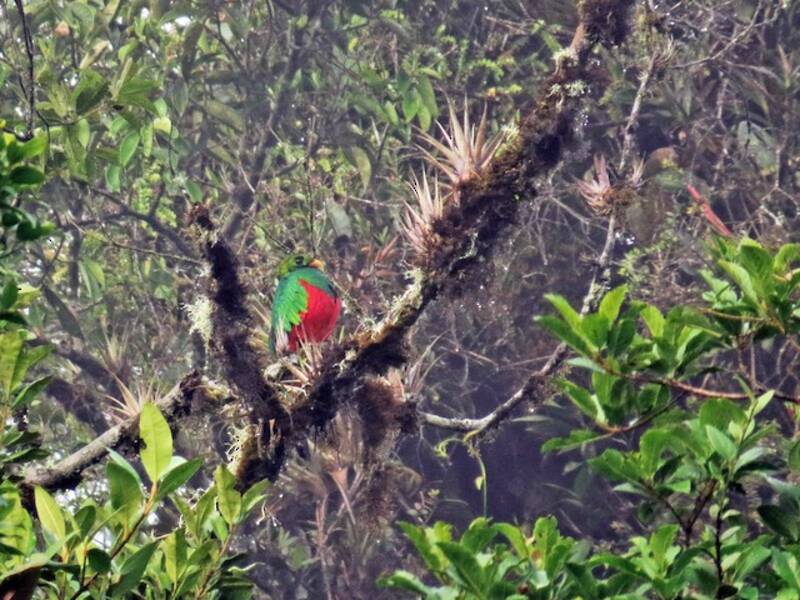 Golden-headed Quetzal, 照片 4