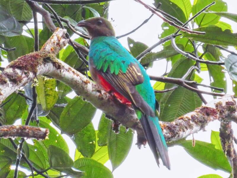 Golden-headed Quetzal, 照片 2