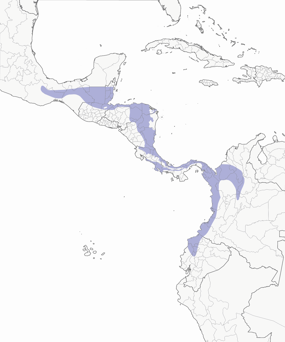 Tangara Capuchidorada, Distribución 1