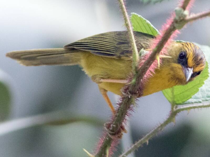 Garrulo dorato
