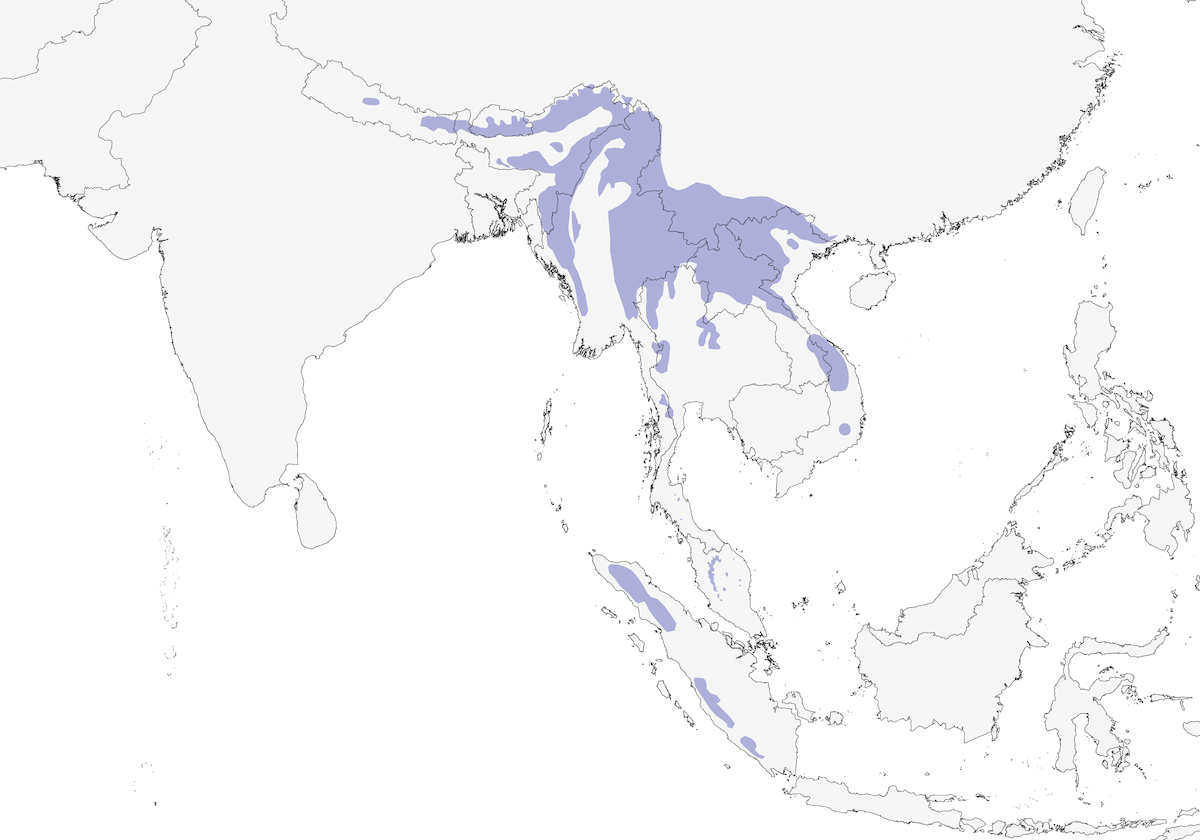 Garrulo dorato, Distribuzione 1
