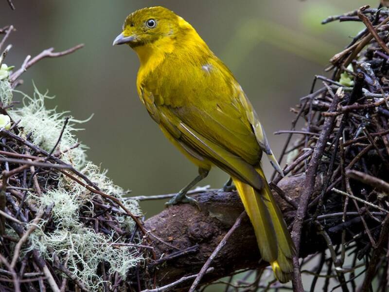 Golden Bowerbird, Photos 3