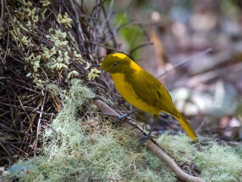 Golden Bowerbird, Photos 4