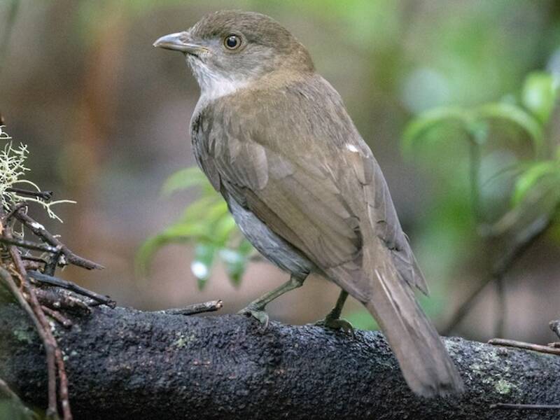 Golden Bowerbird, Photos 2