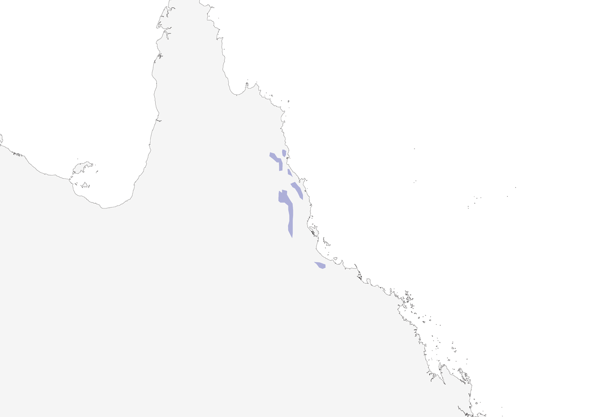 Golden Bowerbird, Distribution 1