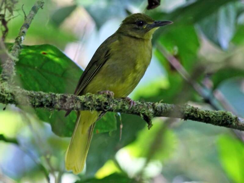 Bulbul Dorado de Seram, Fotos 3