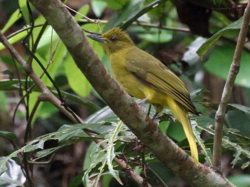Bulbul Dorado de Seram, Fotos 2