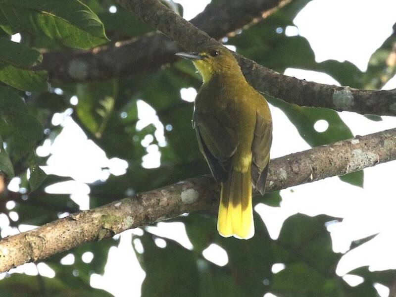 Bulbul Dorado de Seram, Fotos 4