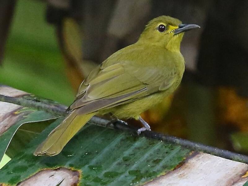 Buru Golden-Bulbul, Photos 2