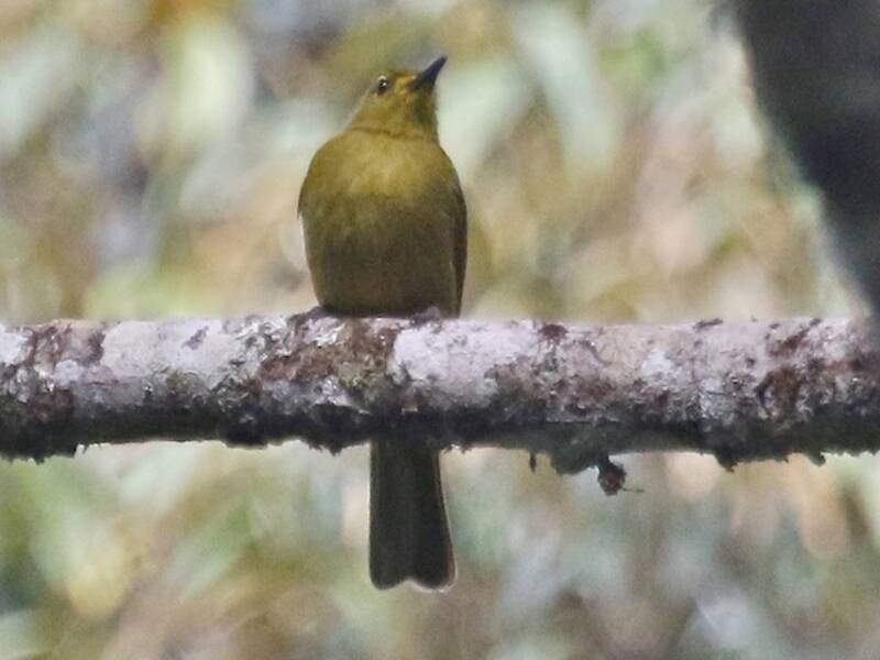Buru Golden-Bulbul, Photos 3