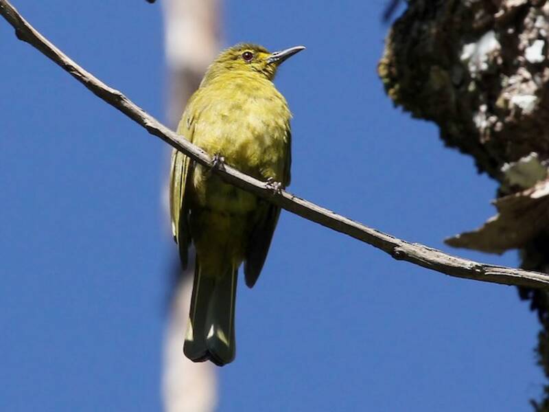 Buru Golden-Bulbul, Photos 4