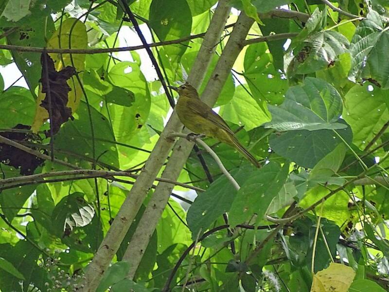 Buru Golden-Bulbul