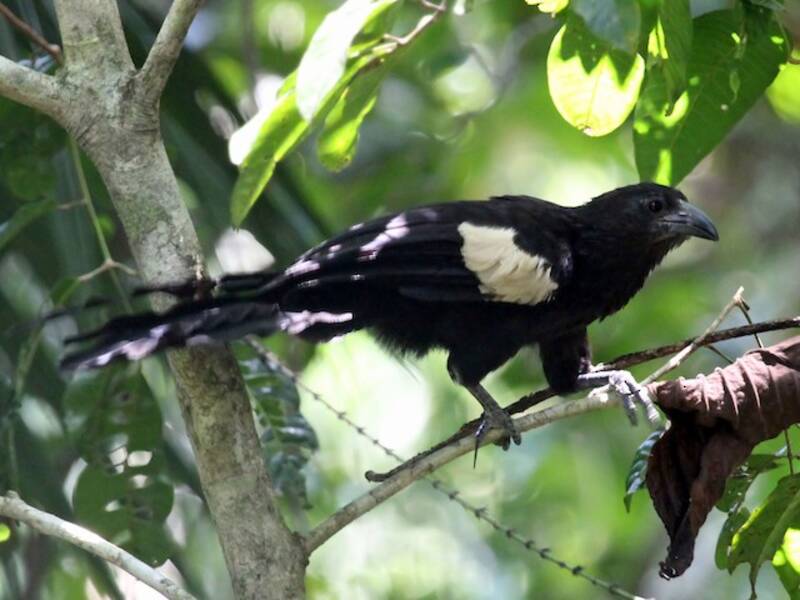 Coucal géant