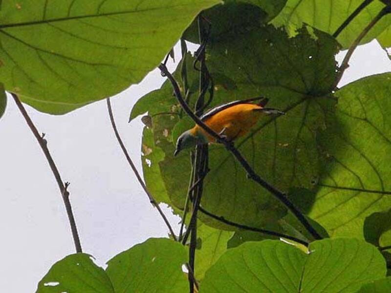 Golden Cuckooshrike