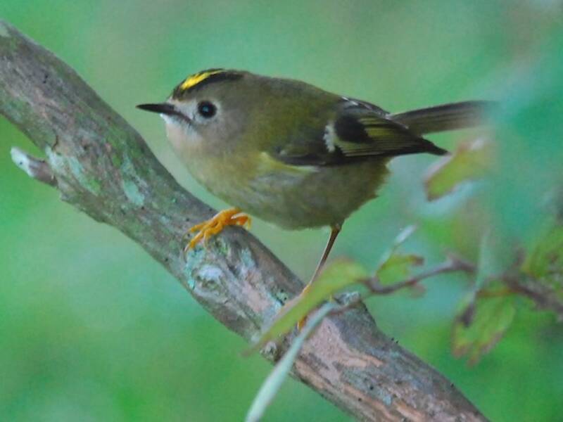 Goldcrest (Regulus regulus)