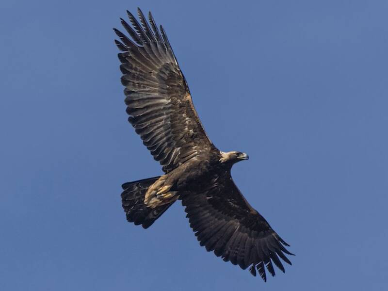 Golden Eagle (Aquila chrysaetos)