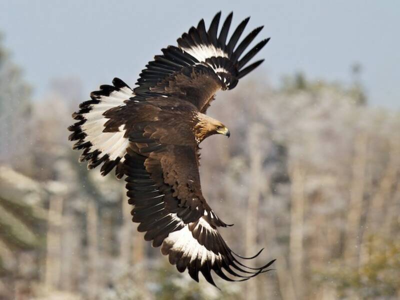 Aquila reale, Foto 4