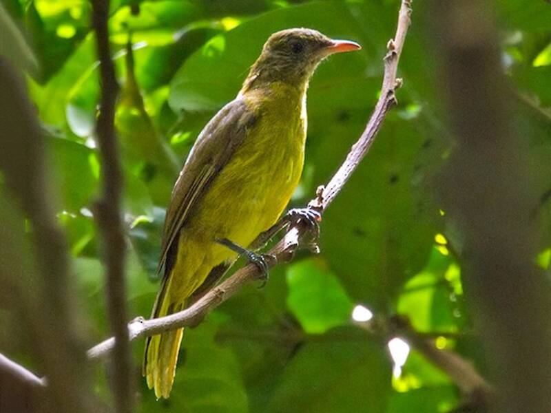 Golden Greenbul, 照片 3