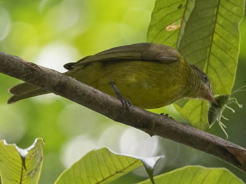 Golden Greenbul, 照片 4