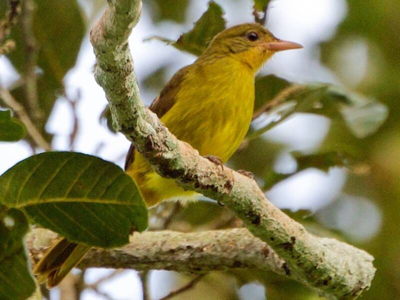 Bulbul dorato