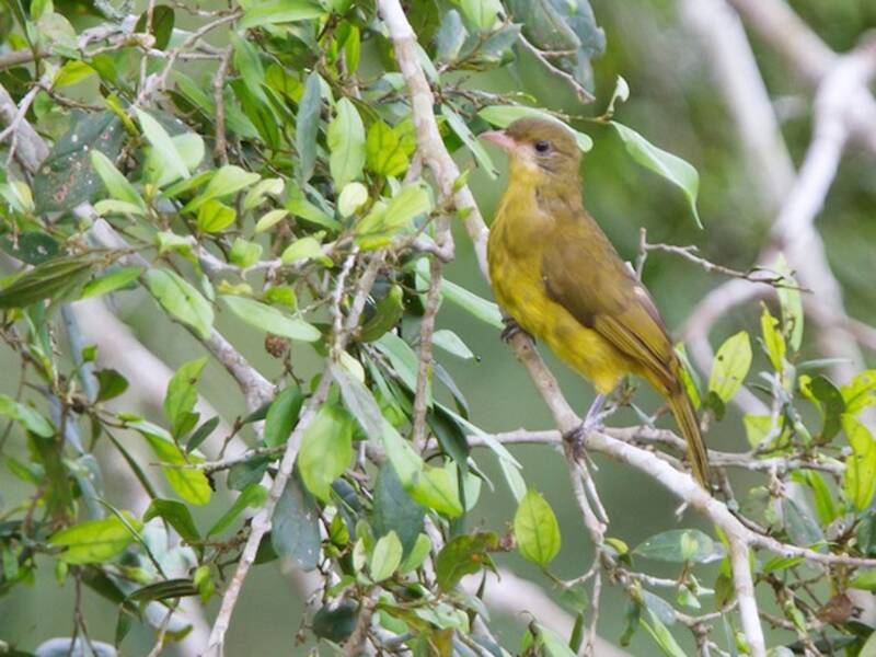 Golden Greenbul, 照片 2