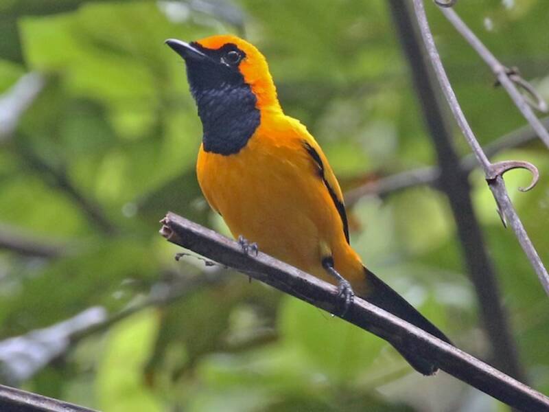 Golden Monarch, 照片 2