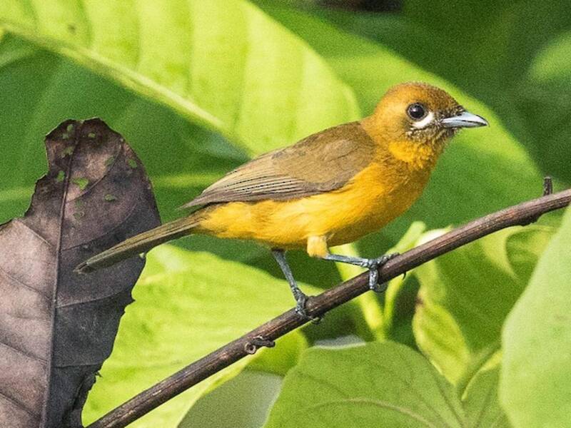 Golden Monarch, 照片 4