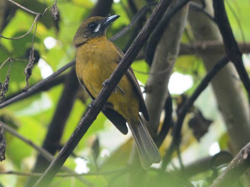 Golden Monarch
