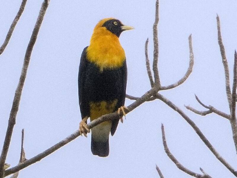 Golden Myna, 照片 3