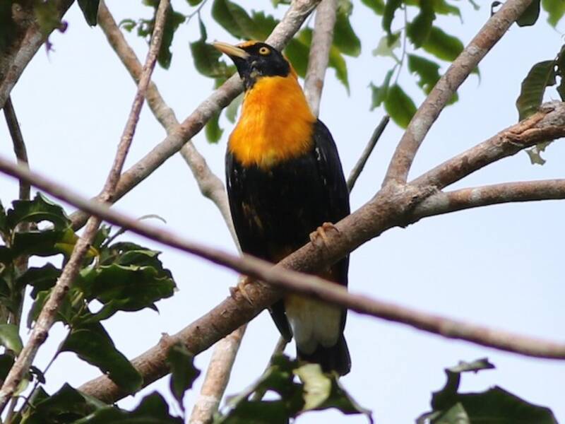 Golden Myna, 照片 2