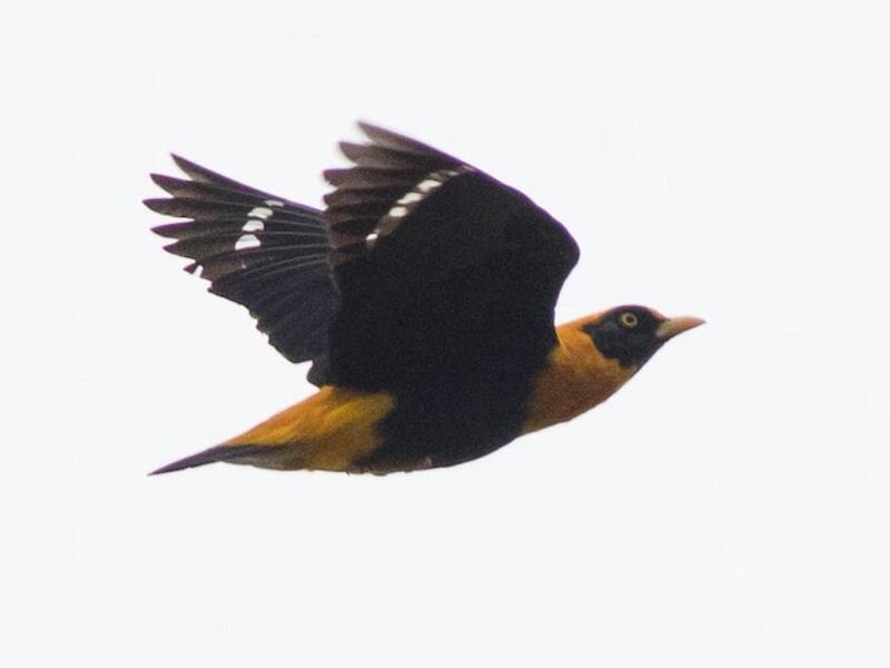 Golden Myna