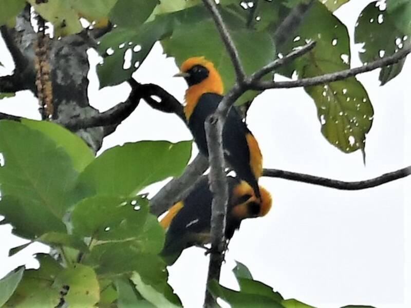 Golden Myna, 照片 4