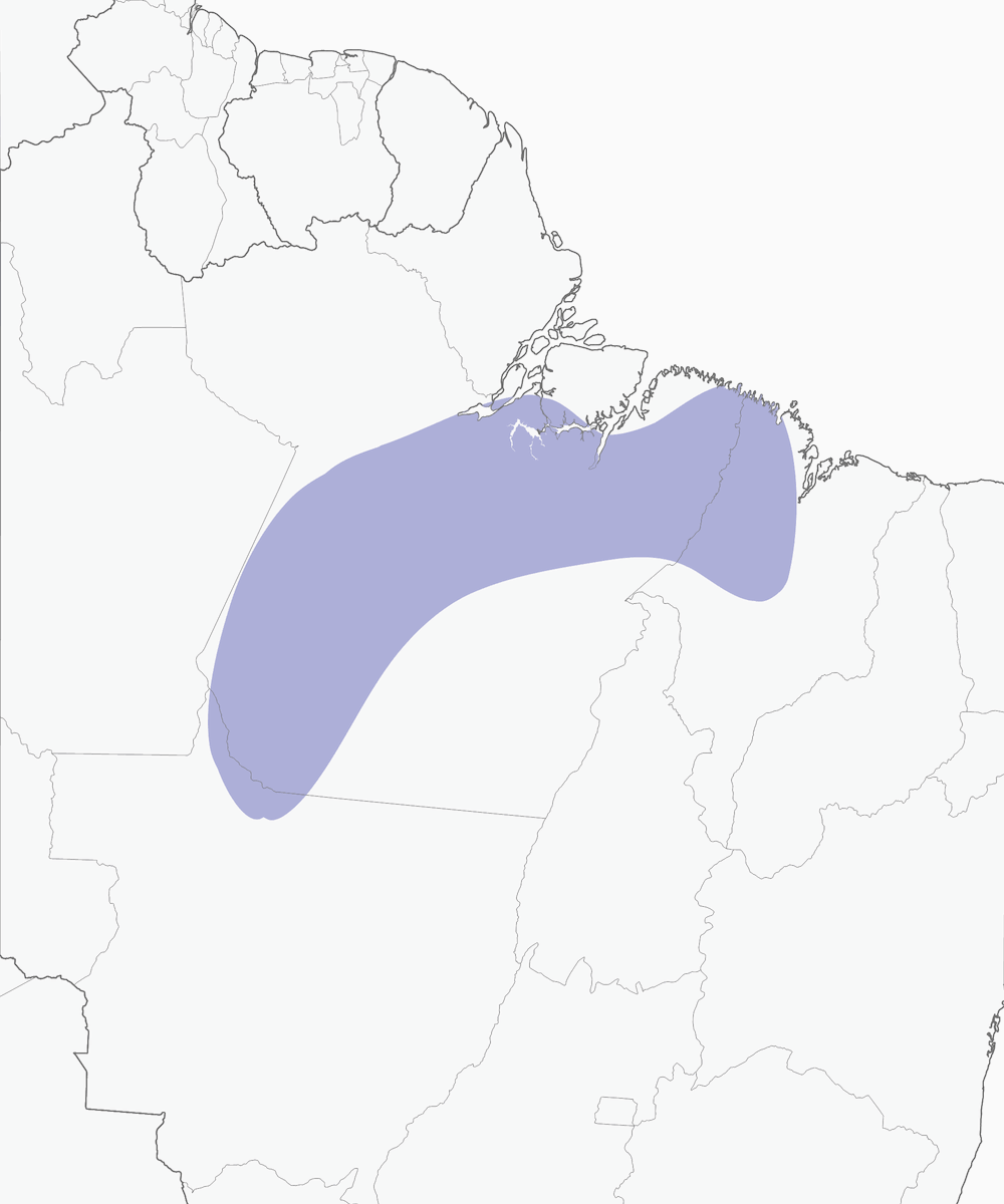 Parrocchetto dorato, Distribuzione 1