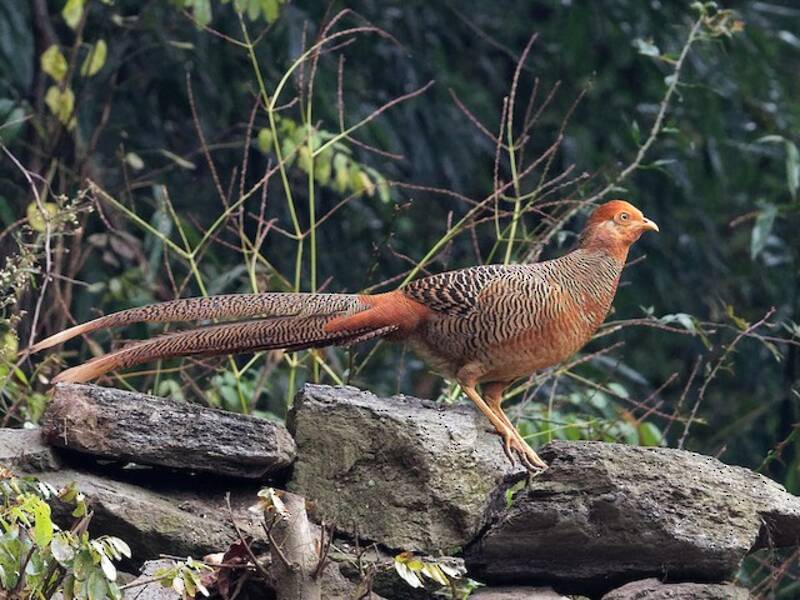 Faisán dorado