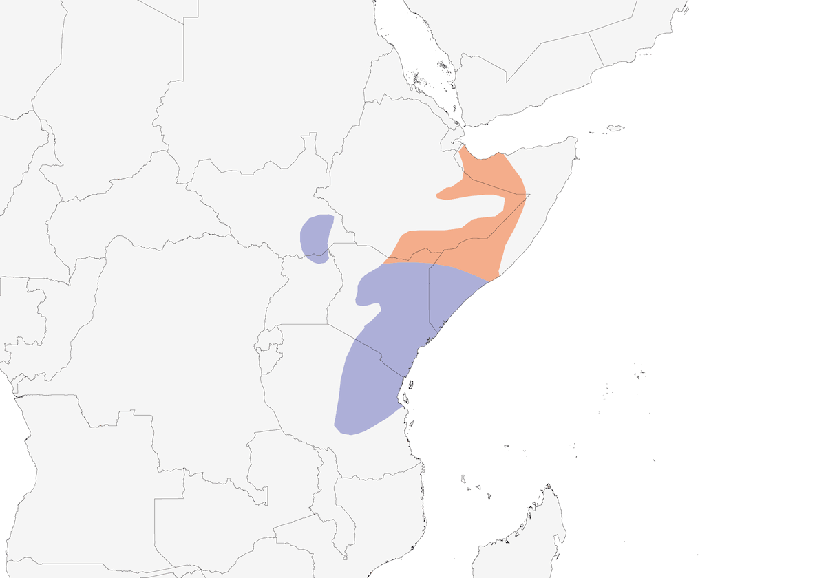 Bisbita dorado, Distribución 1