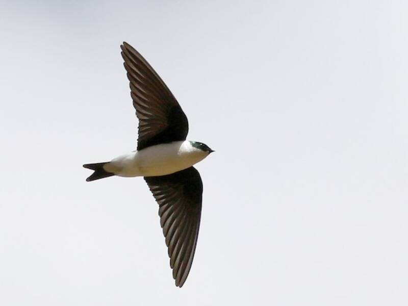 Golden Swallow, 照片 4