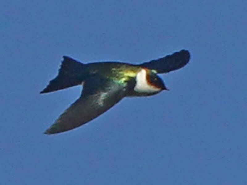 Golden Swallow, 照片 3