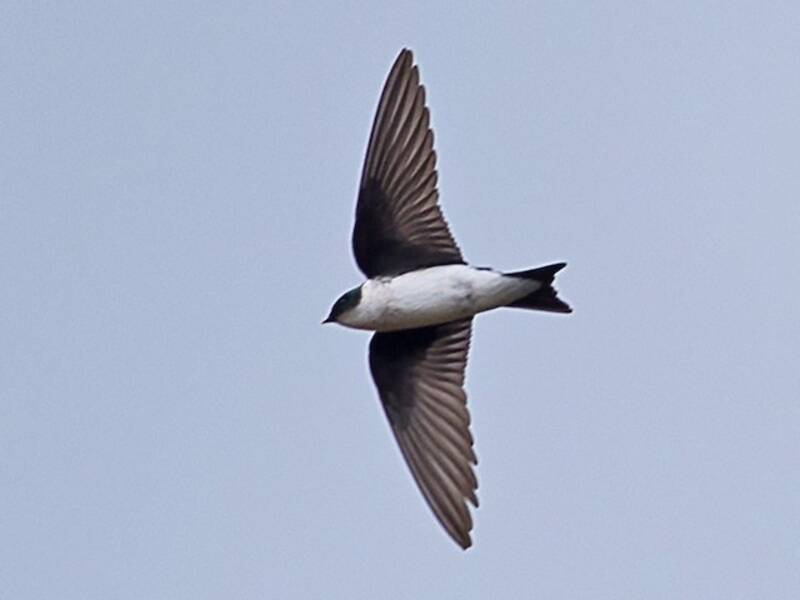 Golden Swallow, 照片 2