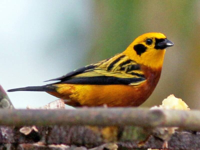 Tangara dorato, Foto 3