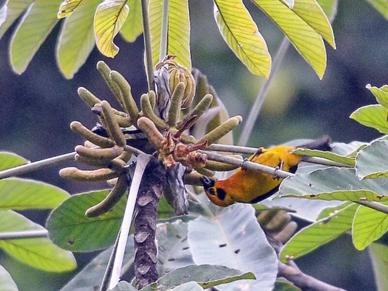 Tangara dorato, Foto 4