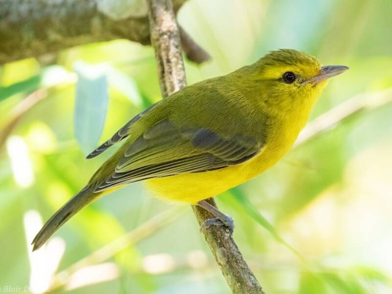 Goldvireo