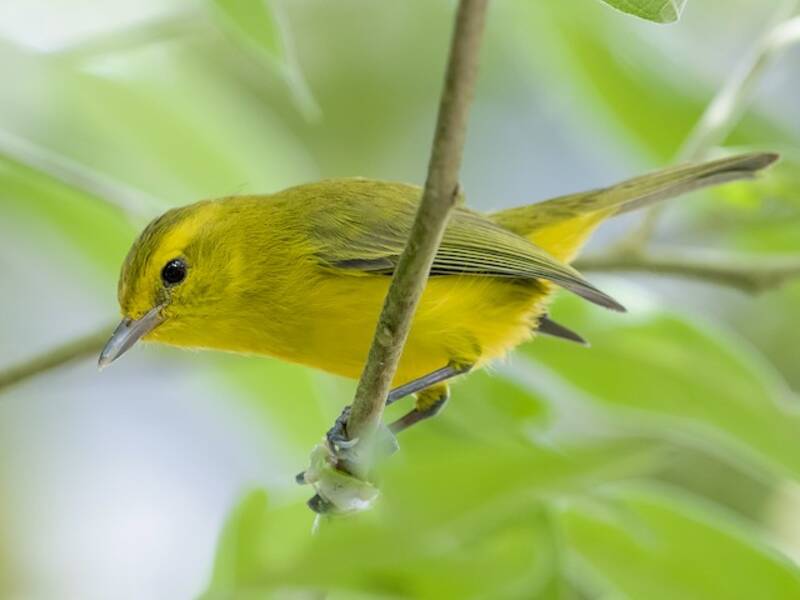 Golden Vireo, Photos 3