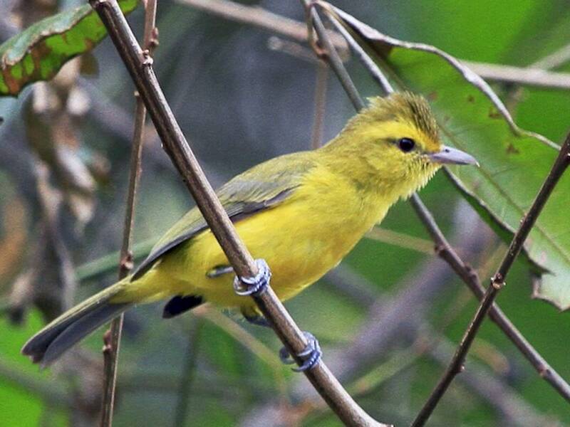 Golden Vireo, Photos 2
