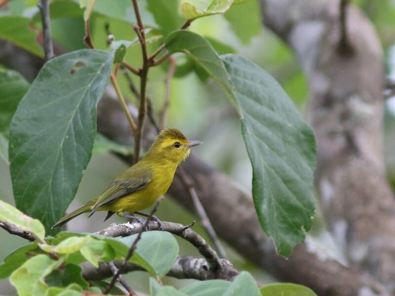 Golden Vireo, Photos 4