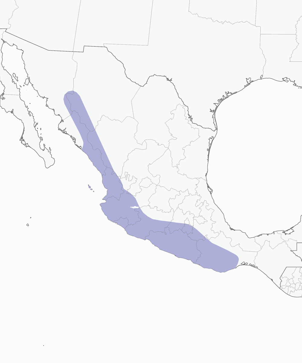 Golden Vireo, Distribution 1