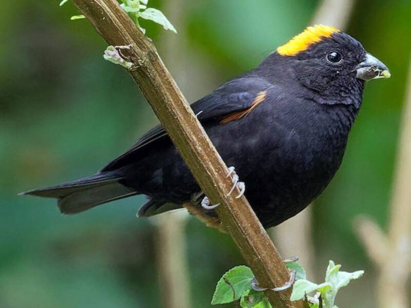Gold-naped Finch, Photos 4
