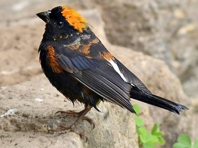 Gold-naped Finch