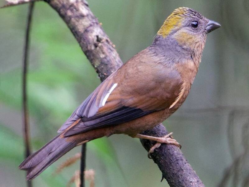 Gold-naped Finch, Photos 2